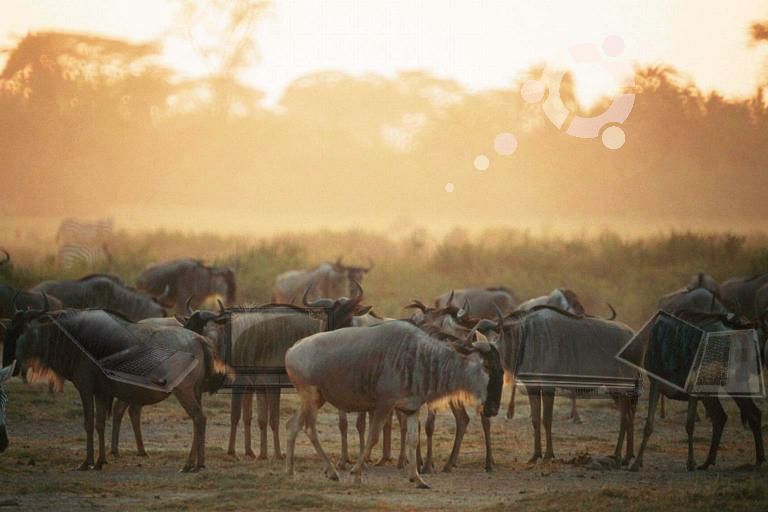 Herds of wildelaptops roaming free across the African plains